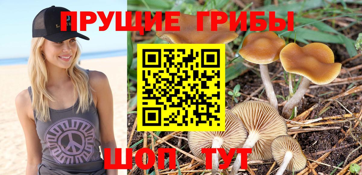 Галлюциногенные грибы Cubensis  Псилоцибиновые грибы прущие грибы  Ефремов  Вход с VPN 